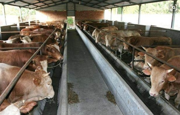 2020新款牲畜养殖厂恶臭在线监测系统臭气检测仪臭气报警器恶臭超标预算原理